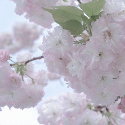 Furry插画素材实用分享福瑞交流群